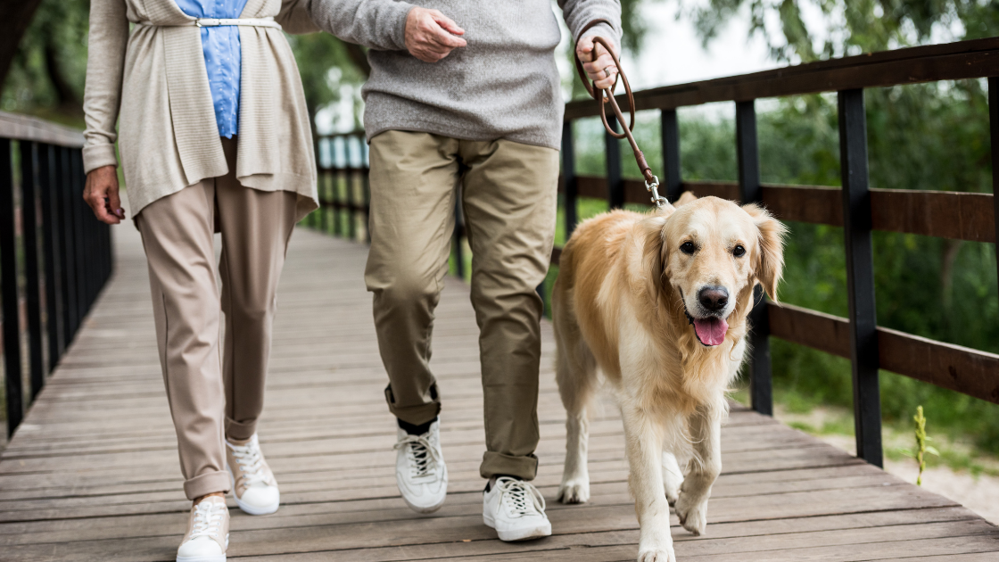 Older adults benefit from healing power of furry friends Mars Global